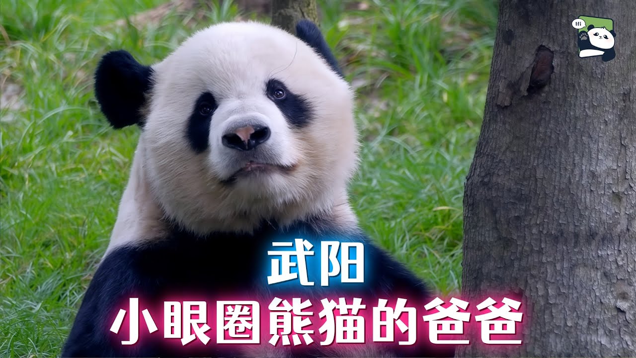 小眼圈熊猫爸爸武阳，草草家族的老大，复制粘贴小眼圈儿女，遗传基因强大