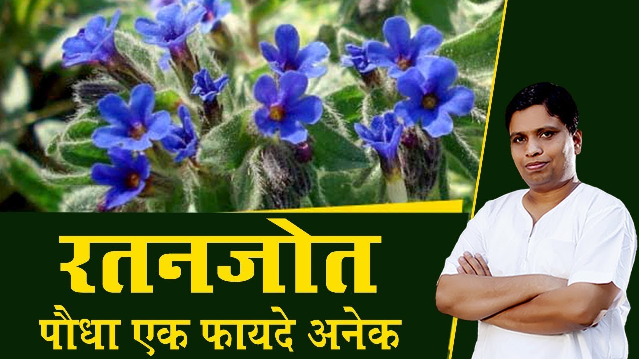 रतनजोत (Jatropha Curcas) पौधा एक फायदे अनेक | Acharya Balkrishna