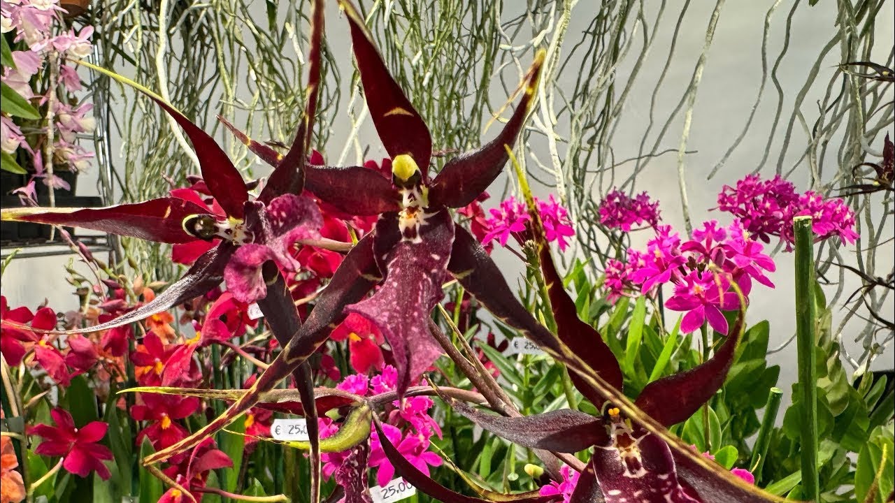 Orchidee dal Mondo - Orchid fair in Monte Porzio Catone - Sunny Day
