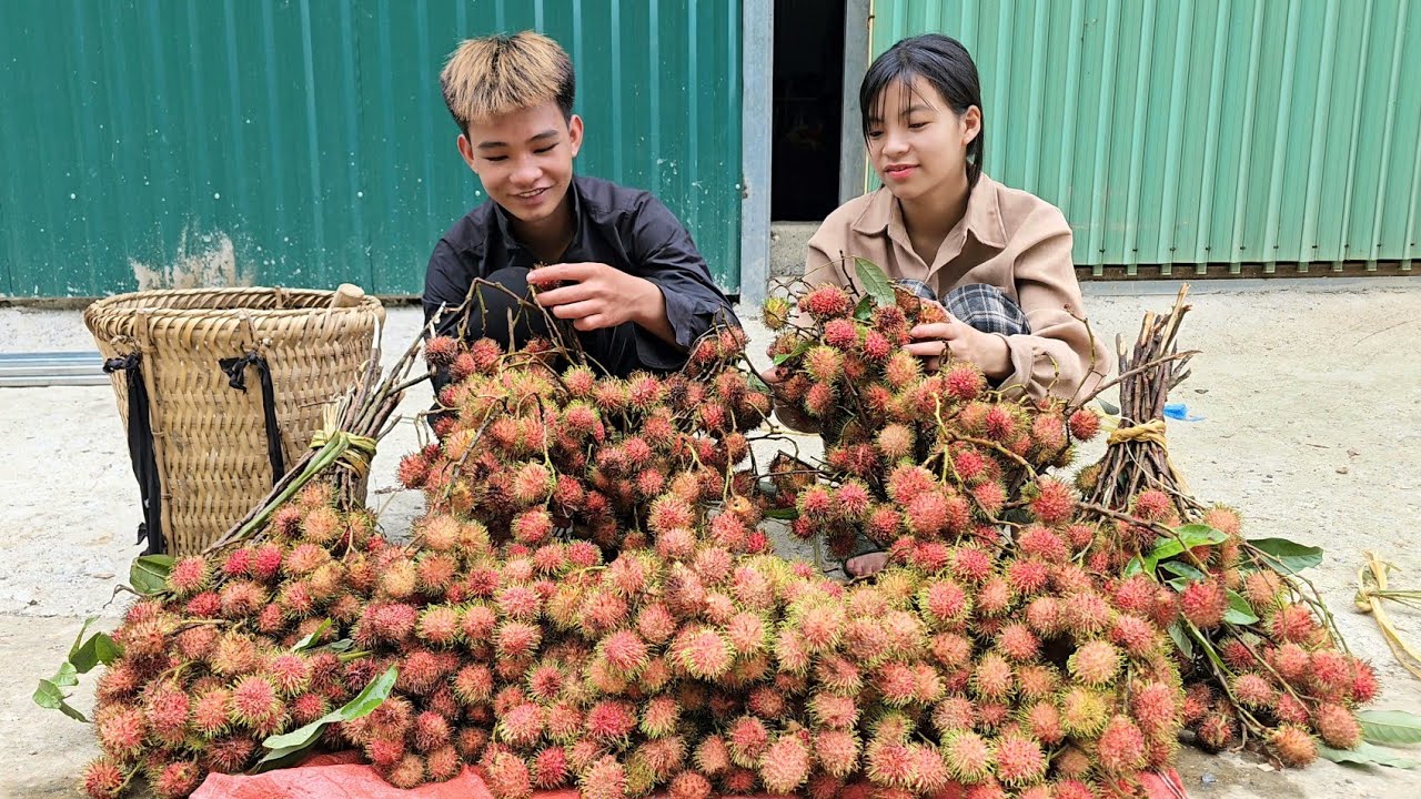 Homeless boy and poor girl pick rambutan, peanuts, repair firewood storage