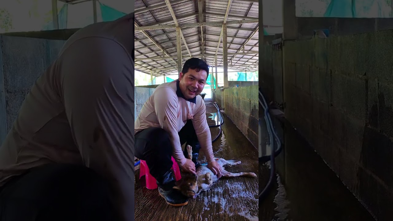 อากาศมันร้อน...จับไอ้ตุ๋นอาบน้ำ🐶🐶🐶😍😍😍🥰🥰🥰😁😁😁👍👍👍 #คนเลี้ยงหมู #ธนสารฟาร์ม 