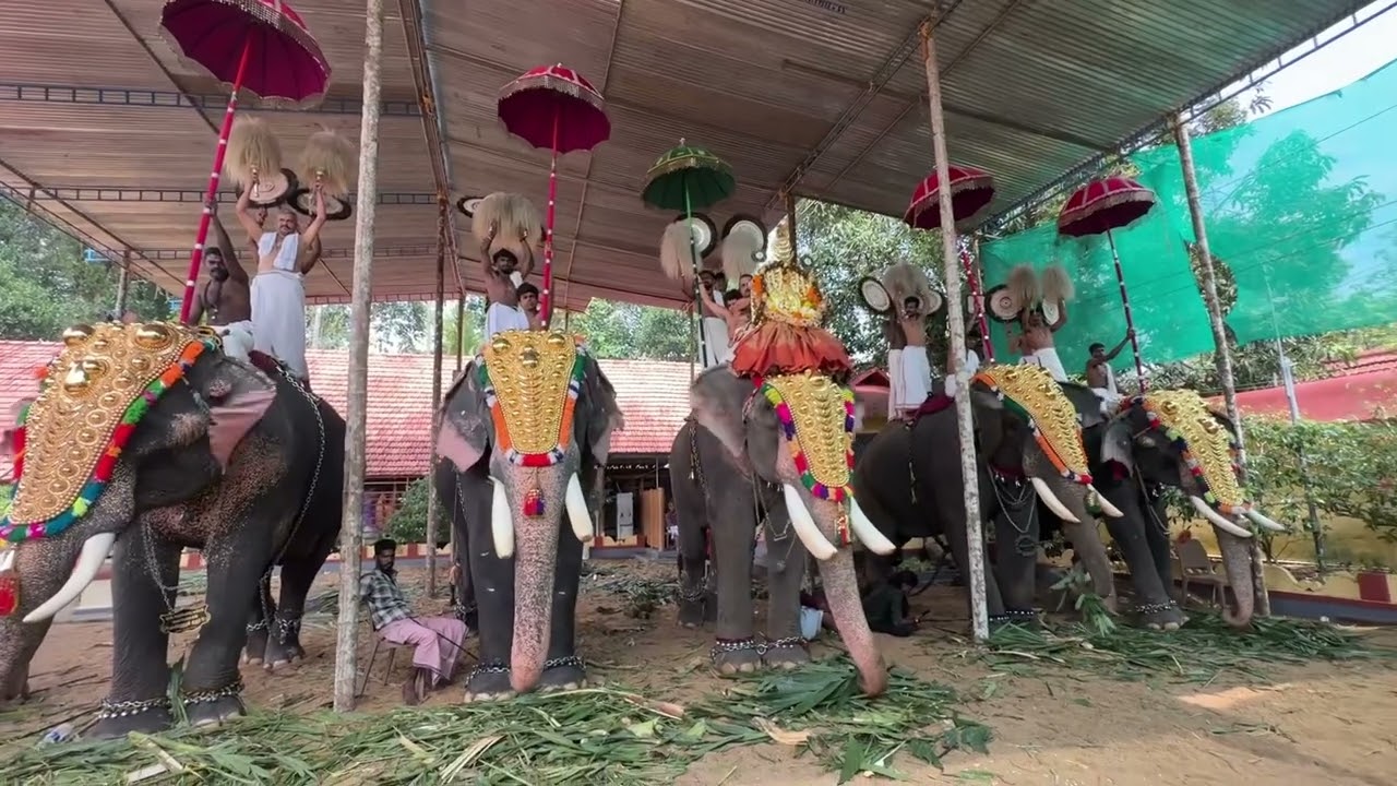 ആർപ്പൂക്കര 10ഉത്സവം പഞ്ചാവാദ്യം 🔥ഗജവീരന്മാർ 🔥❤️