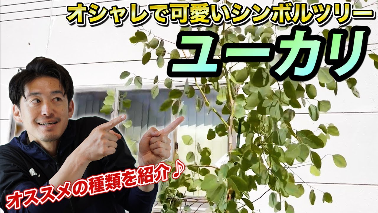 お庭を劇的にオシャレにしてしまう魔法の木「ユーカリ」