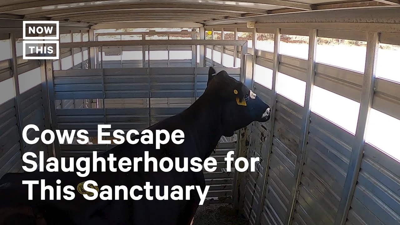 Cows That Escaped CA Slaughterhouse Arrive at Sanctuary
