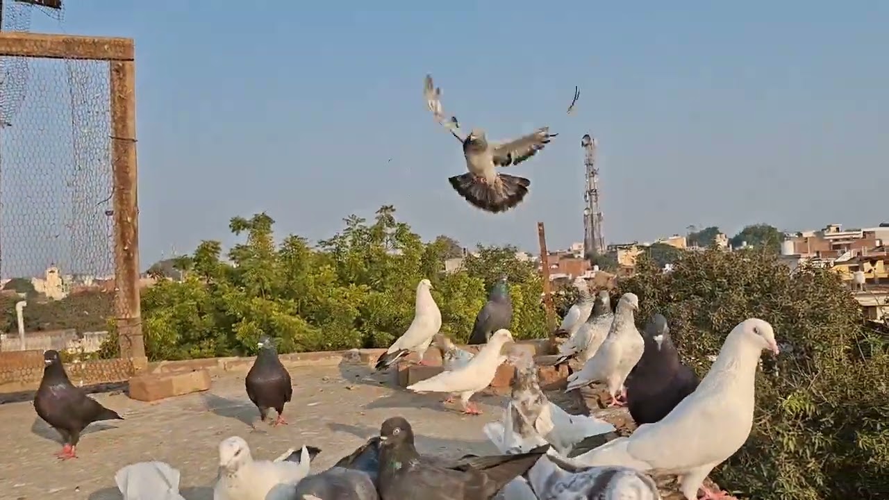 # ♥️🕊🕊♥️🕊🕊♥️kabutar #pigeon #pigeons #birds #kabootar #pigeonpose #pigeonlove #kabutarbazi #bird