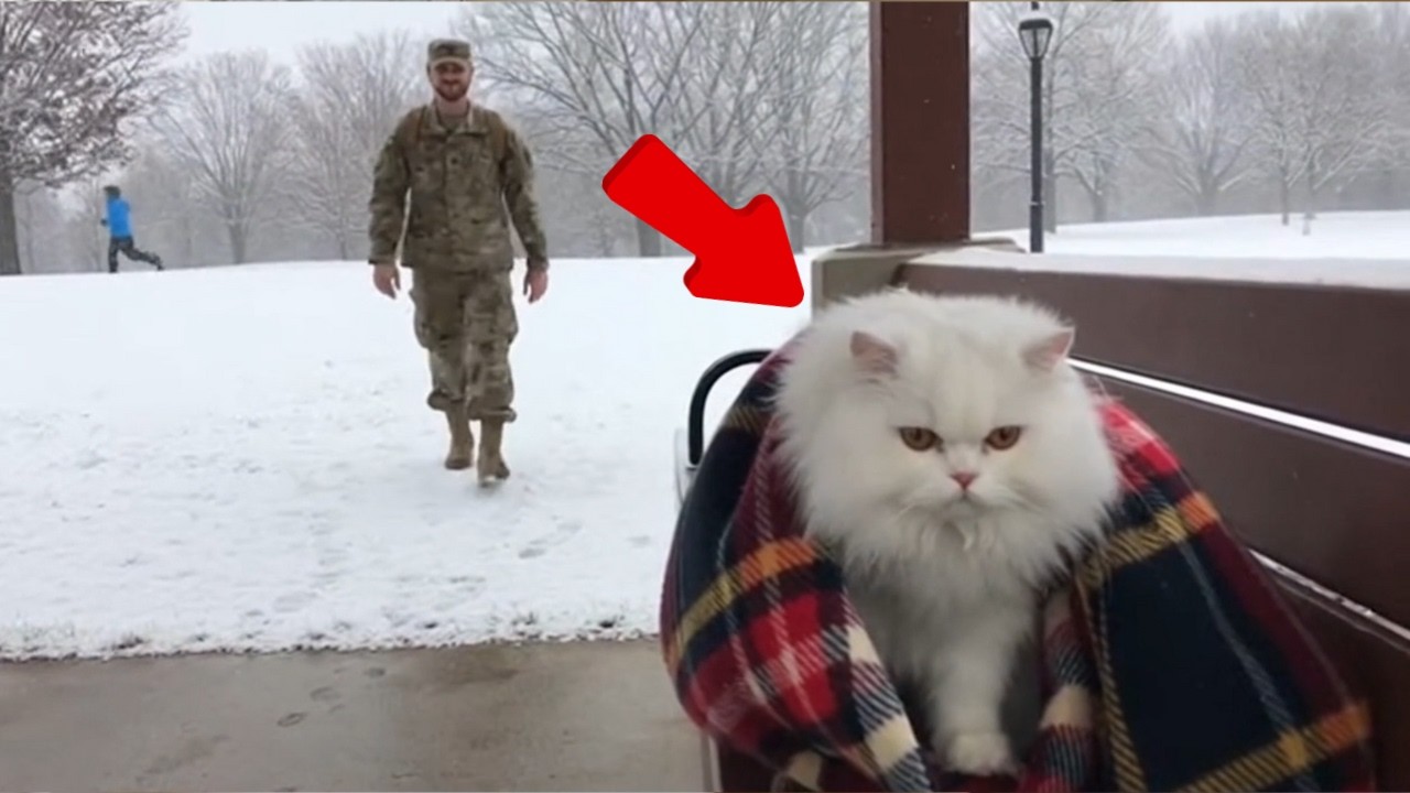 😊 😊 😊 Soldier Dads Come Home After Years. Cats Go Crazy! #cat
