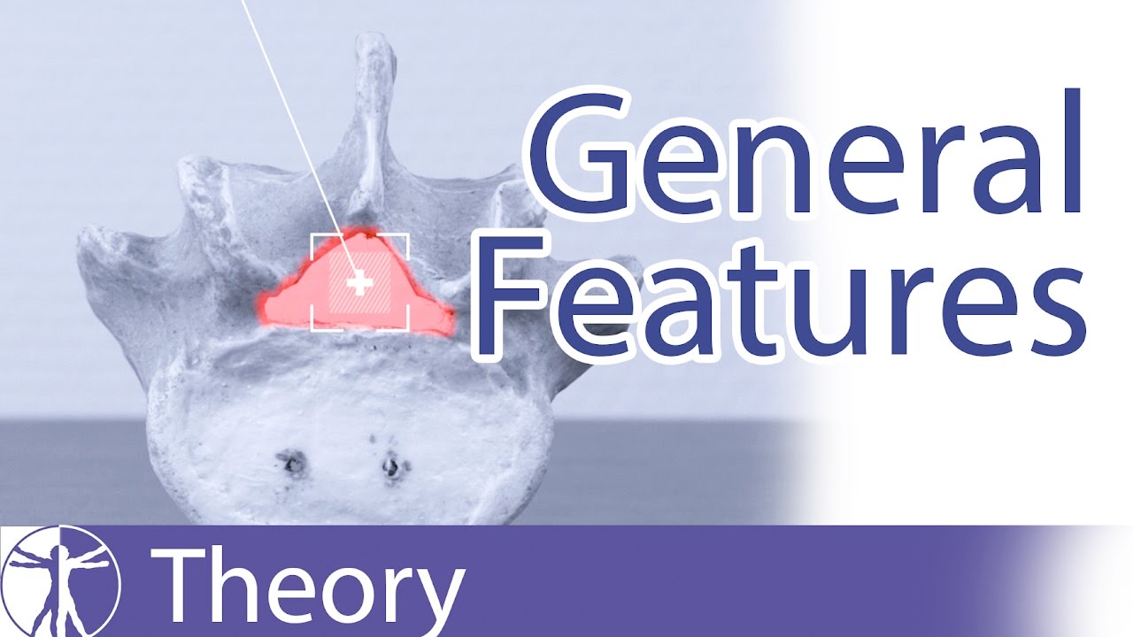 General Features of a Lumbar Vertebrae | Lumbar Spine Series