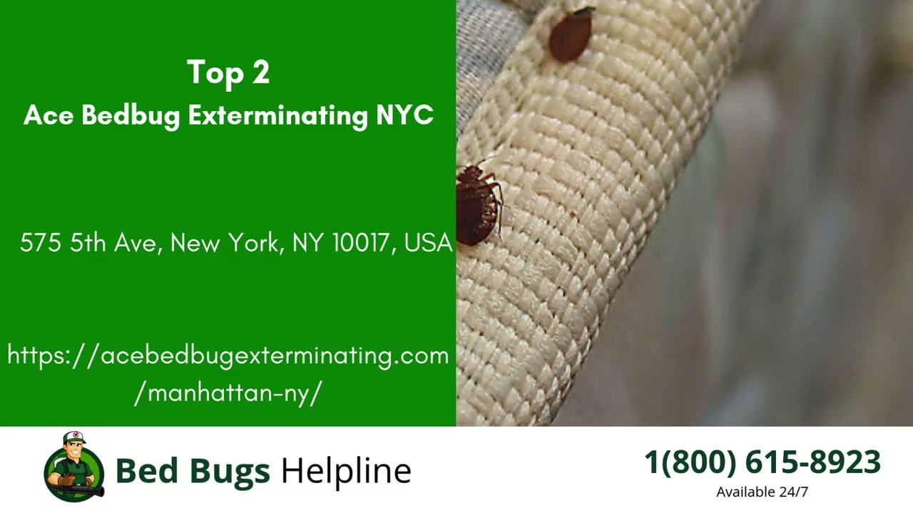 Top 3 Bed Bug Removal in Hayden