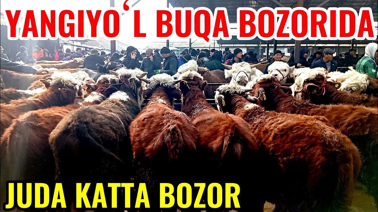 YANGIYOʻL BUQA BOZORIDAGI BUGUNGI NARXLAR DAXSHAT BOʻLDI TANISHAMIZ 🐂🦬🦬🐃