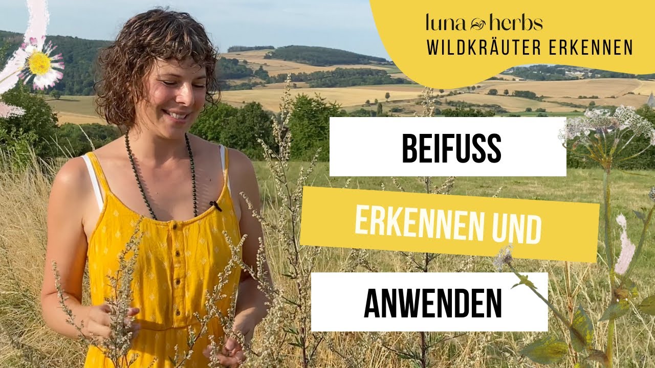 Beifuß, eine unserer wichtigsten Heilpflanzen. So erkennst und nutzt du Beifuß