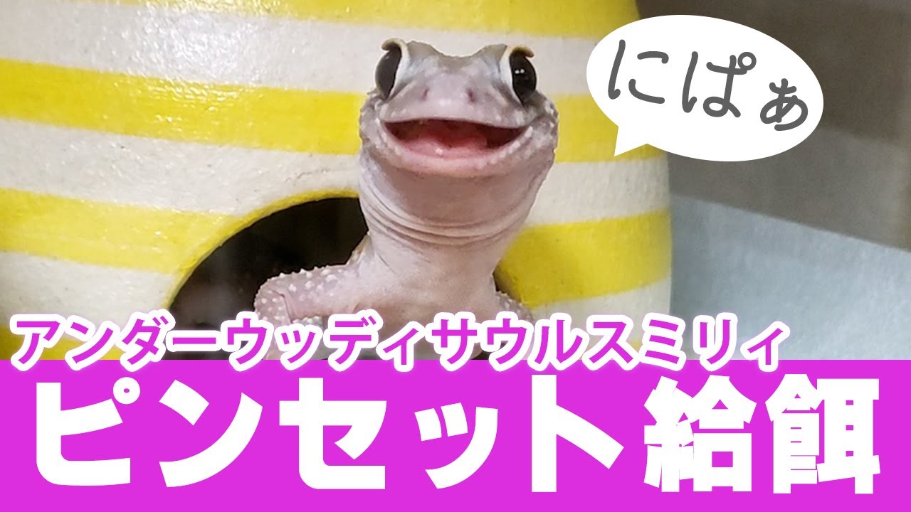 アンダーウッディサウルスミリィの給餌［デュビア］