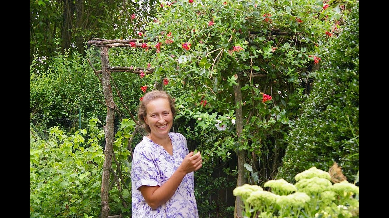 Honeysuckle 