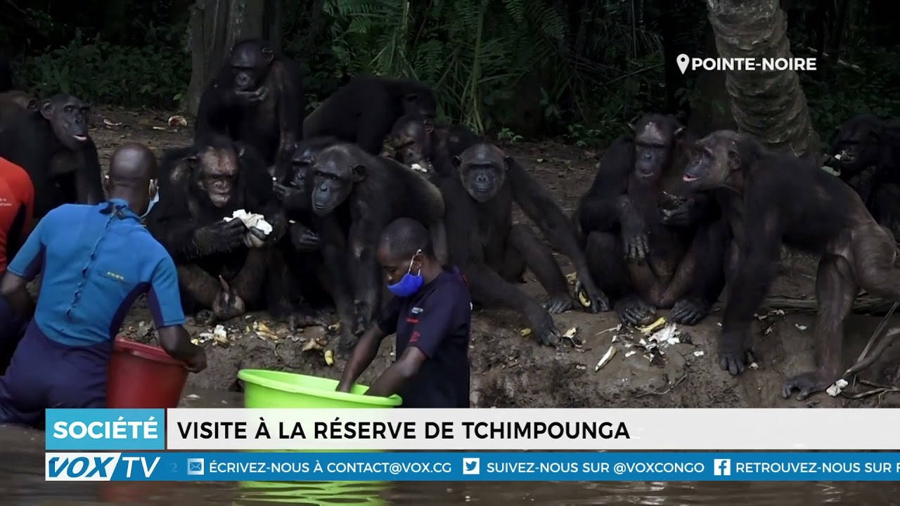 Visite à la réserve de Tchimpounga