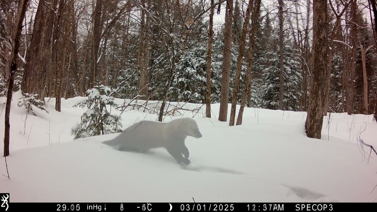 2025 in the Forest