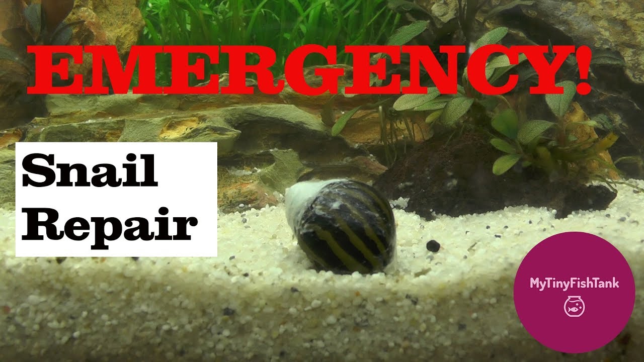 EMERGENCY Snail Shell REPAIR!! How to repair a snail shell-Tutorial