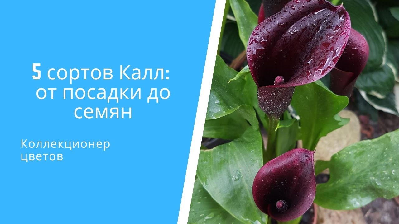 🌷 5 сортов Калл (Зантедеския) от посадки до семян: пересадка, уход, размножение
