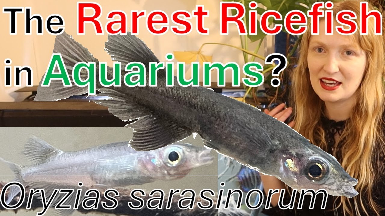 An impossible Ricefish, Oryzias sarasinorum #aquarium #ricefish