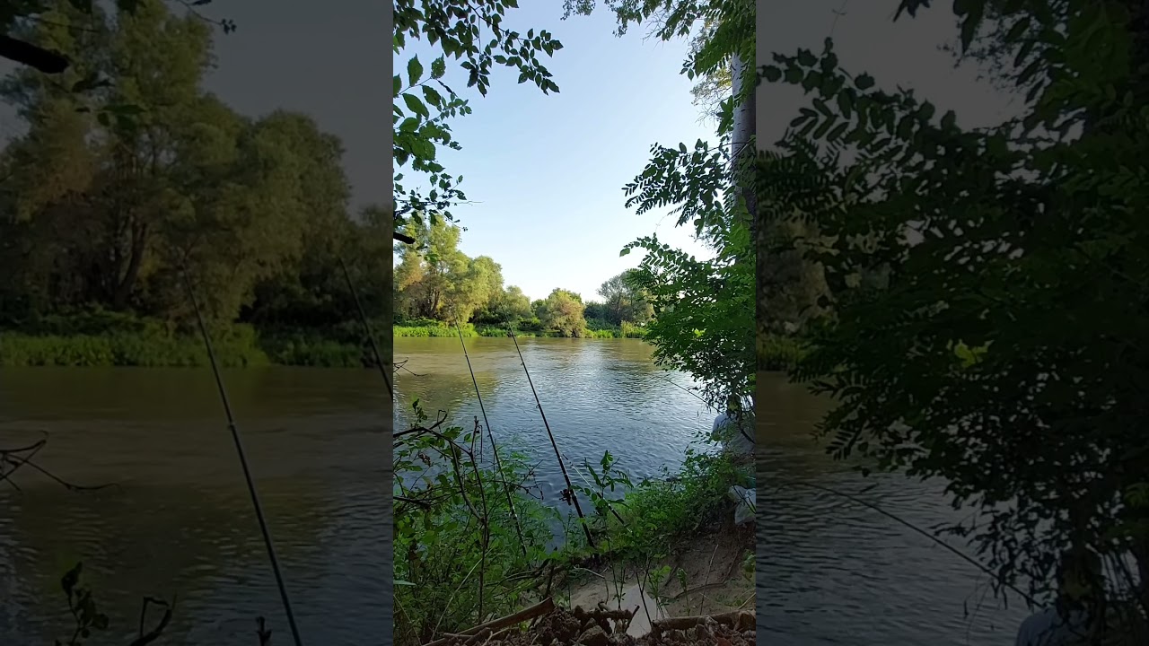 Som na ujka vobler na reka Vardar(catfish river Vardar)