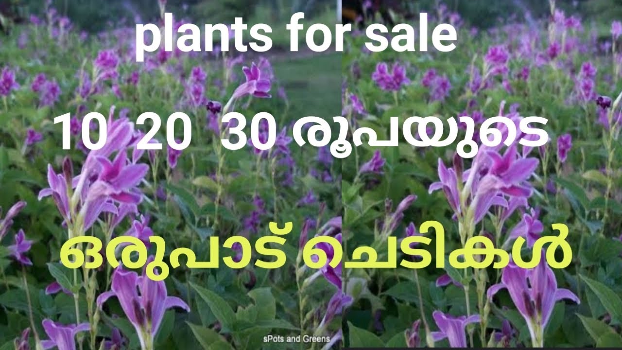 10  20  30 രൂപയുടെ ഒരുപാട് ചെടികൾ whatsapp 9567741200@zeetreegarden 
