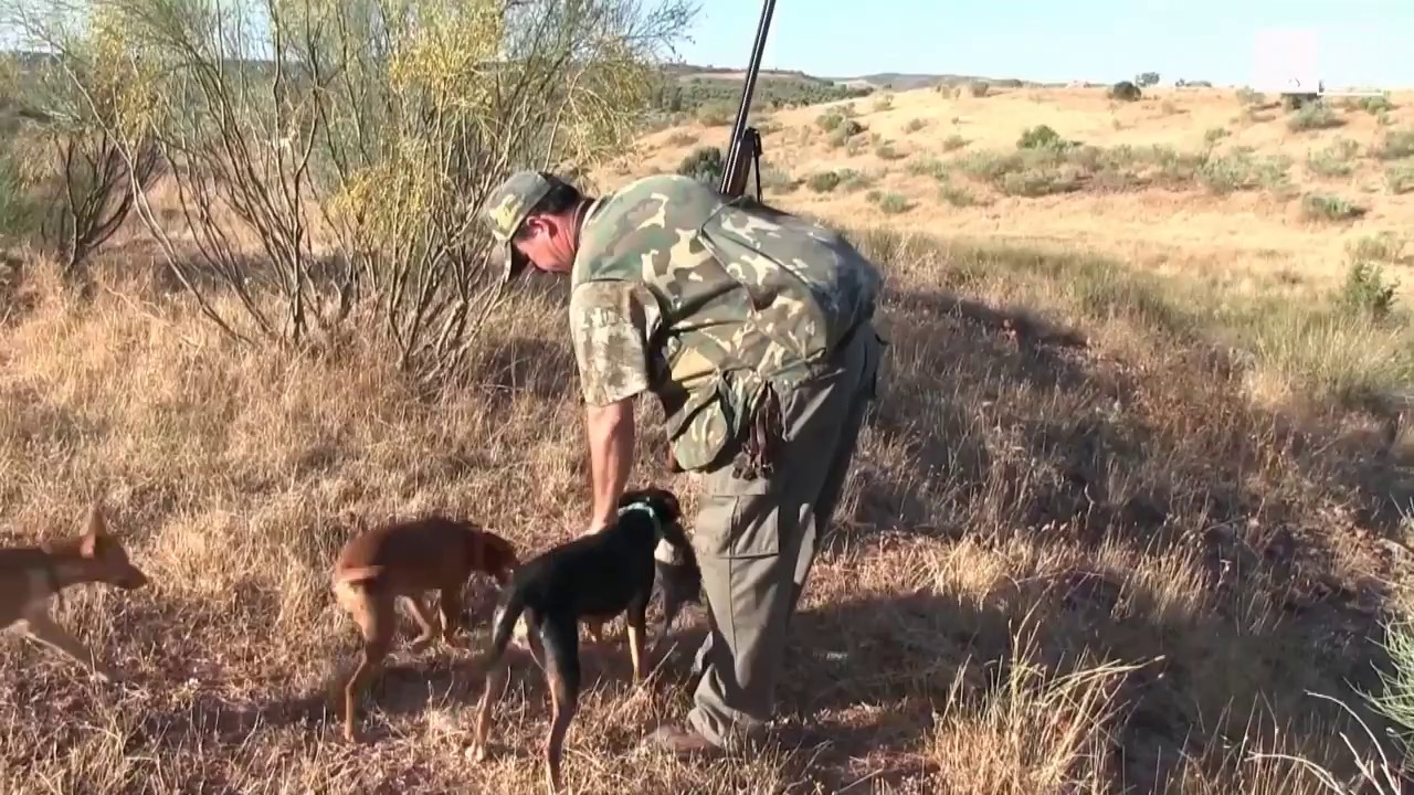CAZAR CONEJOS CON PERROS PODENCOS EN CIUDAD REAL
