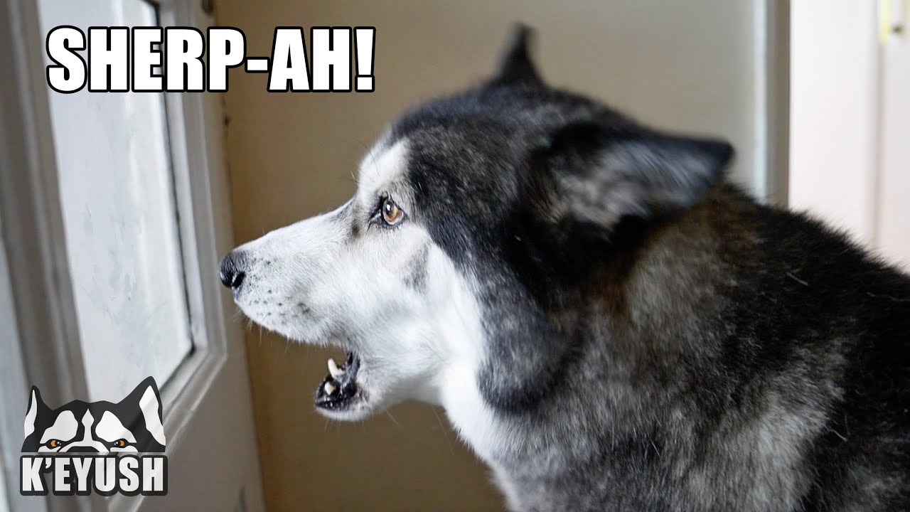 Husky SCREAMS With Joy When He Sees Best Friend!