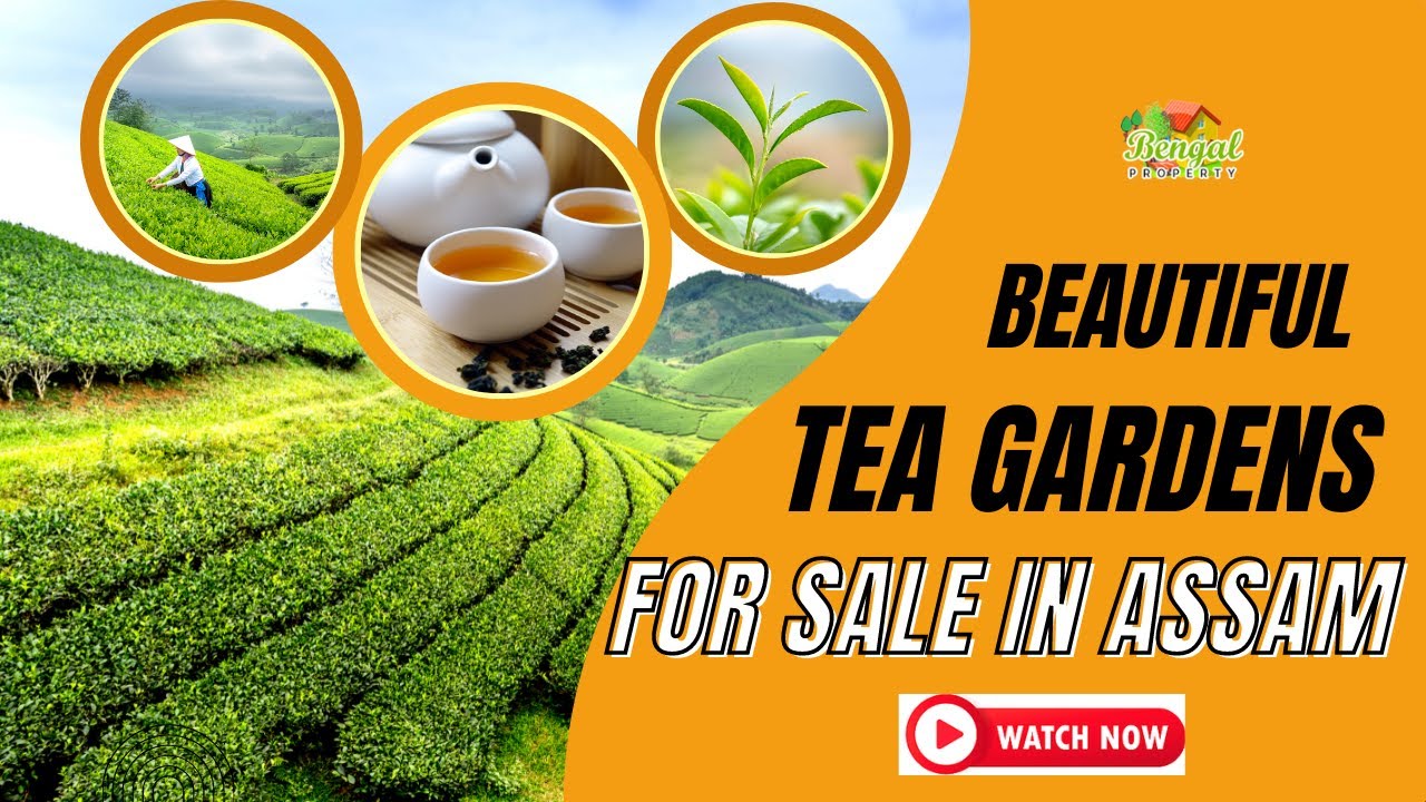 Beautiful Tea Gardens For Sale In Assam
