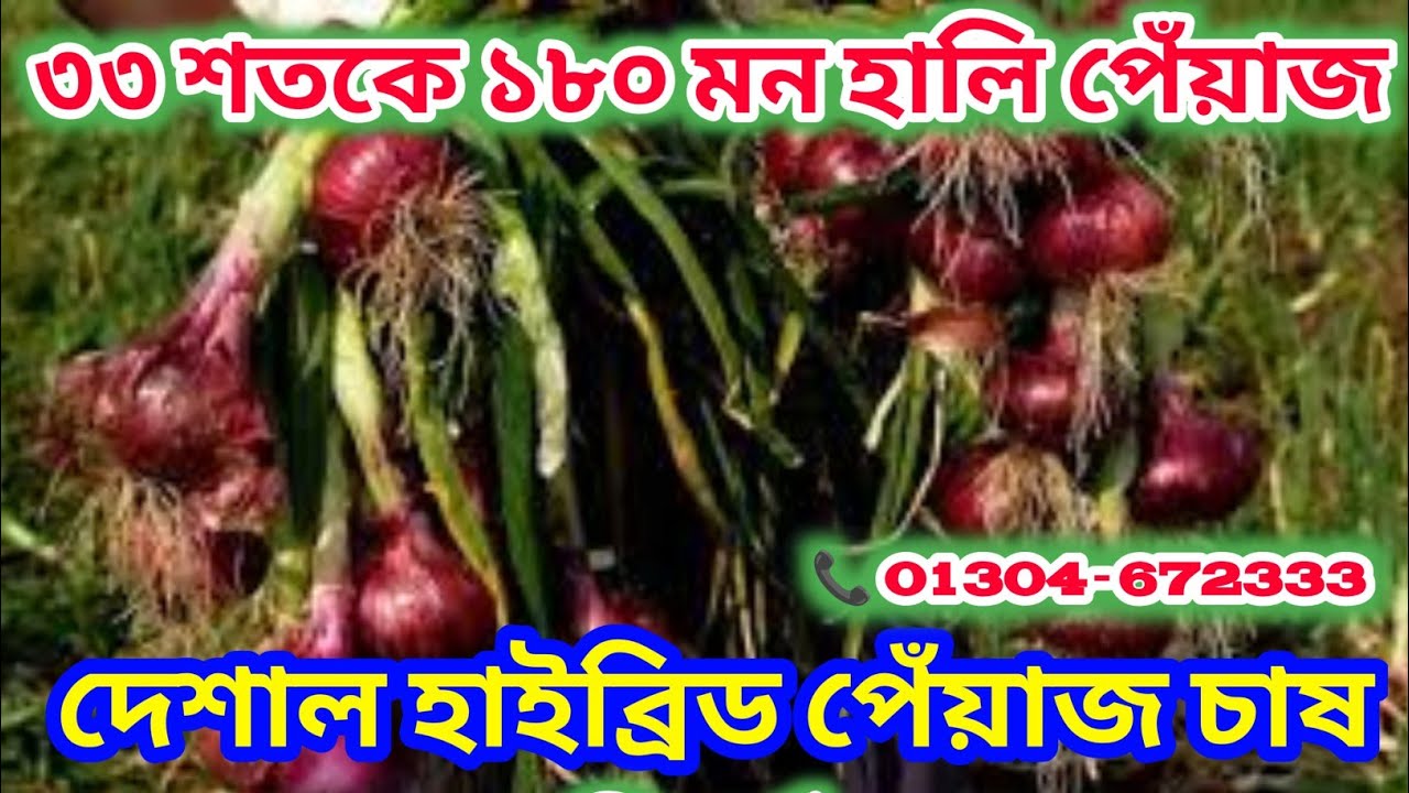 পেঁয়াজ চাষের সঠিক নিয়ম | ৩৩ শতকে ১৮০ মন হালি পেঁয়াজ উৎপাদন হয় যেভাবে | #পেঁয়াজ_চাষ #skm_bangladesh