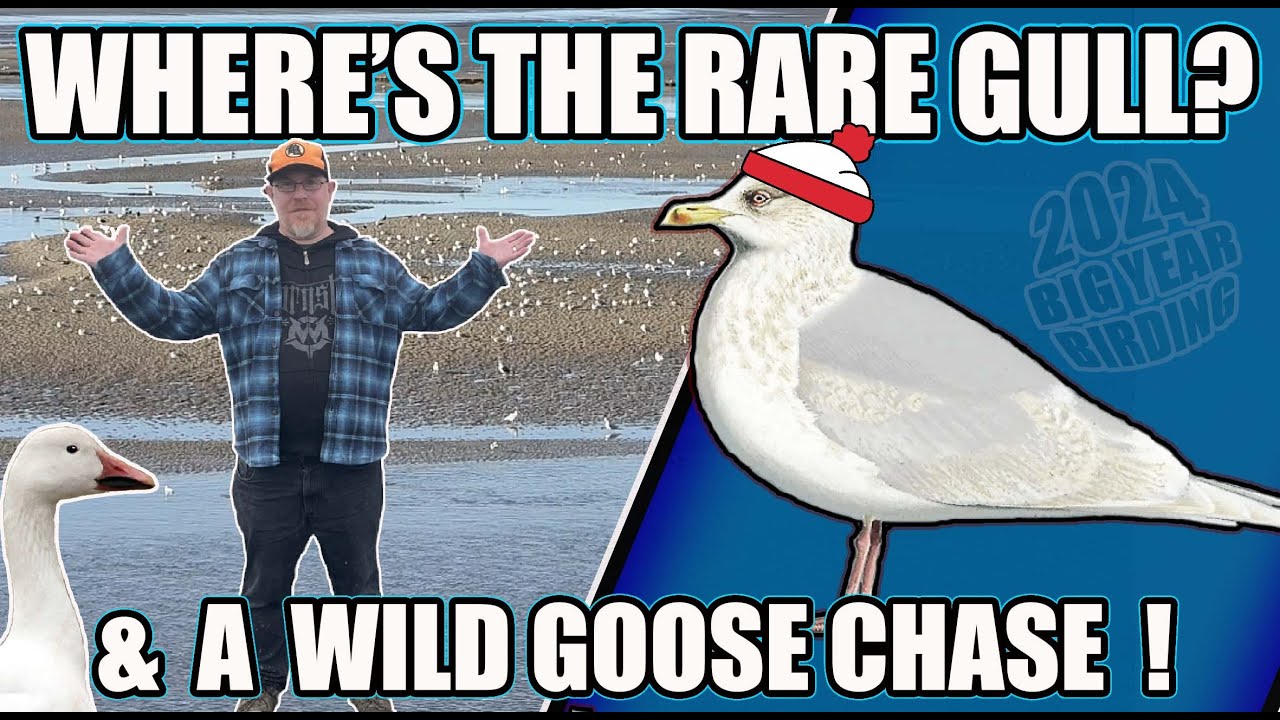 IMPOSSIBLE RARE GULL QUEST & A WILD GOOSE CHASE!