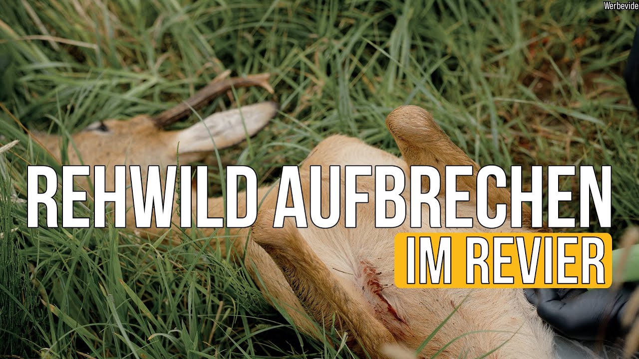 FDJ | F30 - 'Rehwild im Feld aufbrechen'