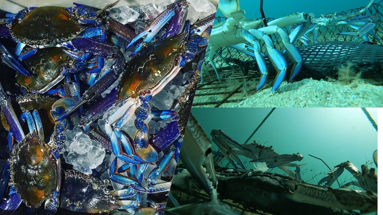 Crabbing South Australia Under Water GoPro Video