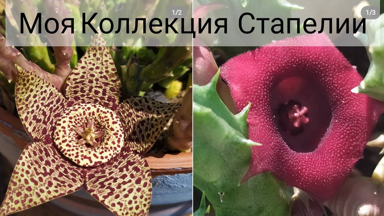 Моя коллекция Стапелии🙊30-7-2019.