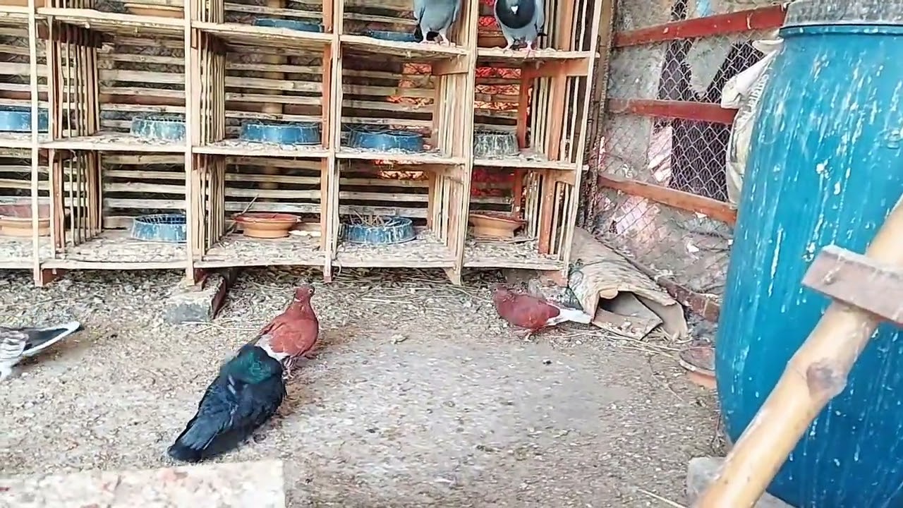 বাশিরাজ কোকা কবুতর দেখুন....