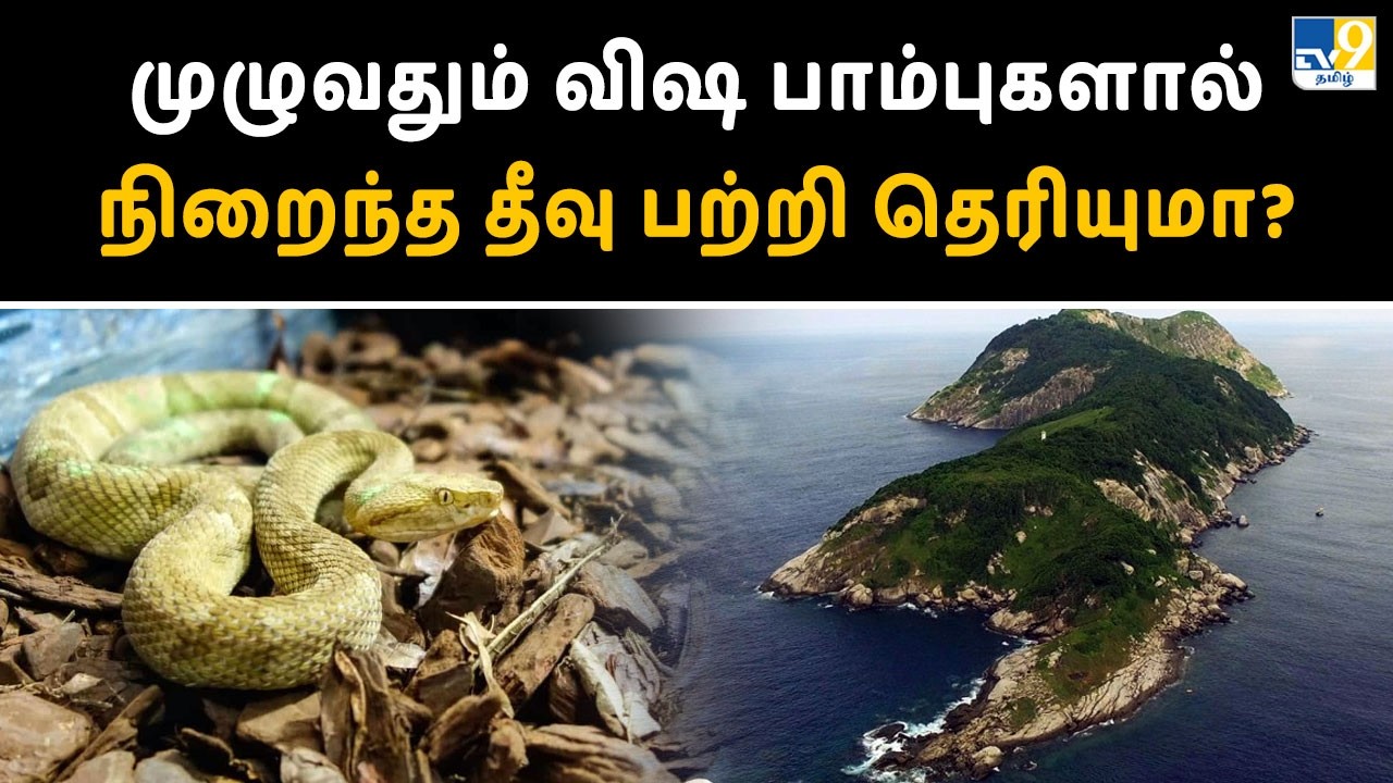 முழுவதும் விஷ பாம்புகளால் நிறைந்த தீவு பற்றி தெரியுமா? - TV9