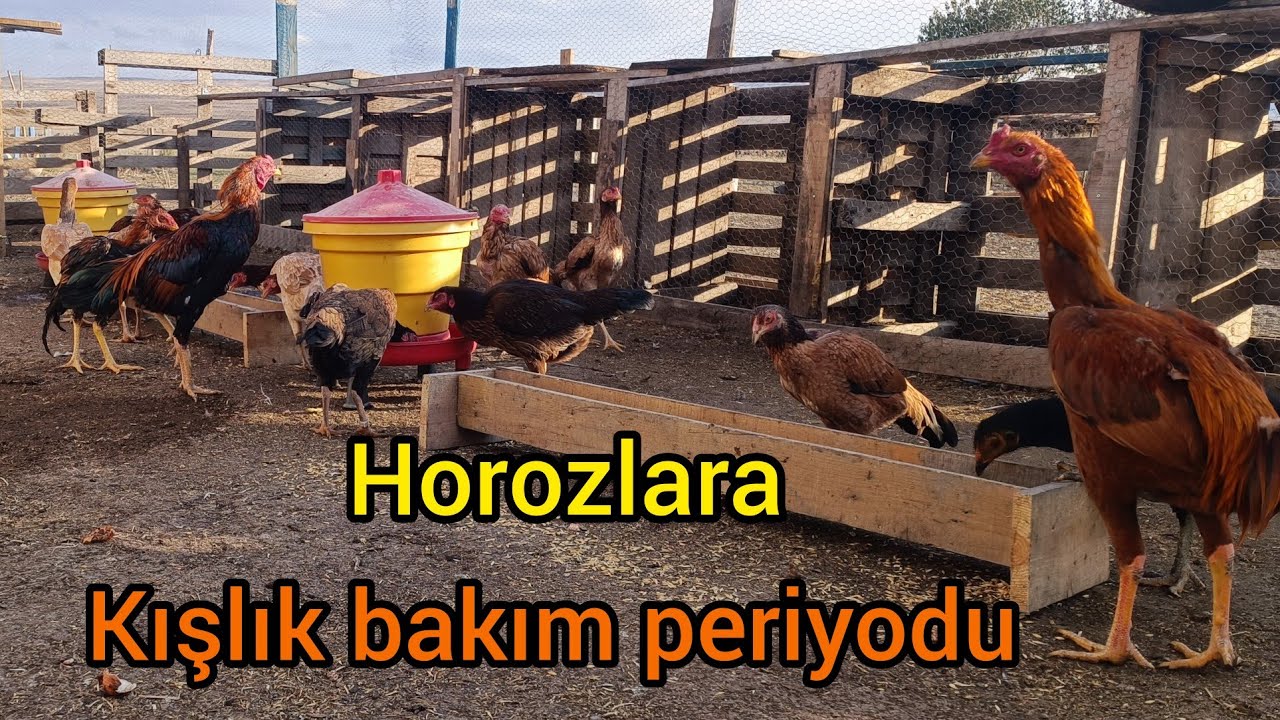 Horozları tavukları satıyormuyum? /Hint horozu kışlık bakım çalışan ve yatan horozlara ne verilmeli?