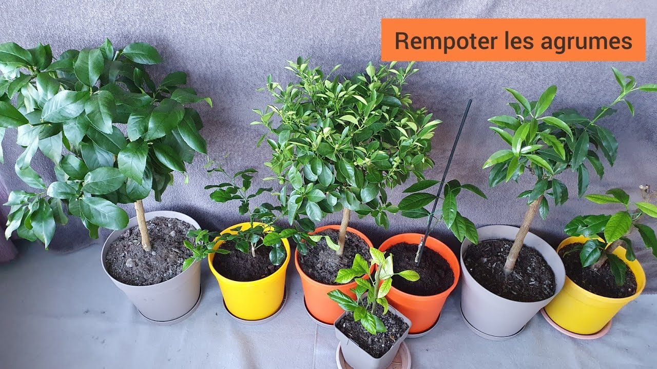 Comment rempoter les agrumes (oranger, citronnier, kumquat...) ?
