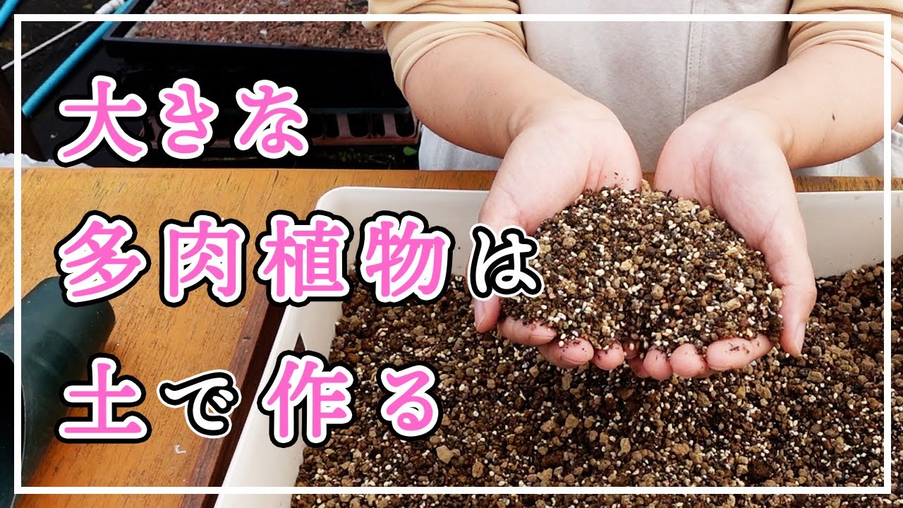 【多肉植物】好きですデカベリア😆大きくするためのコツ🌱