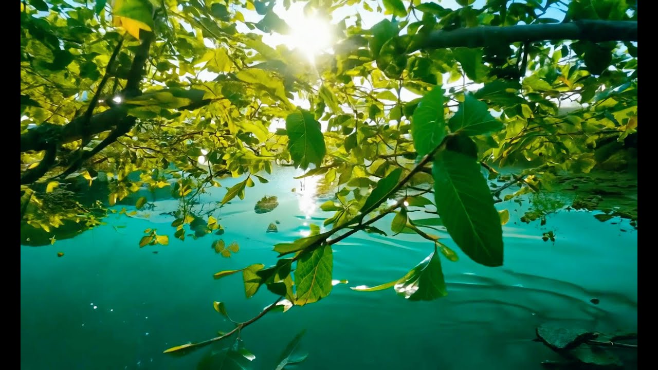 A Relaxing Nature Film: Lagoons and Mangroves #yt #nature #ocean #new #relaxingmusic #ai #scenery
