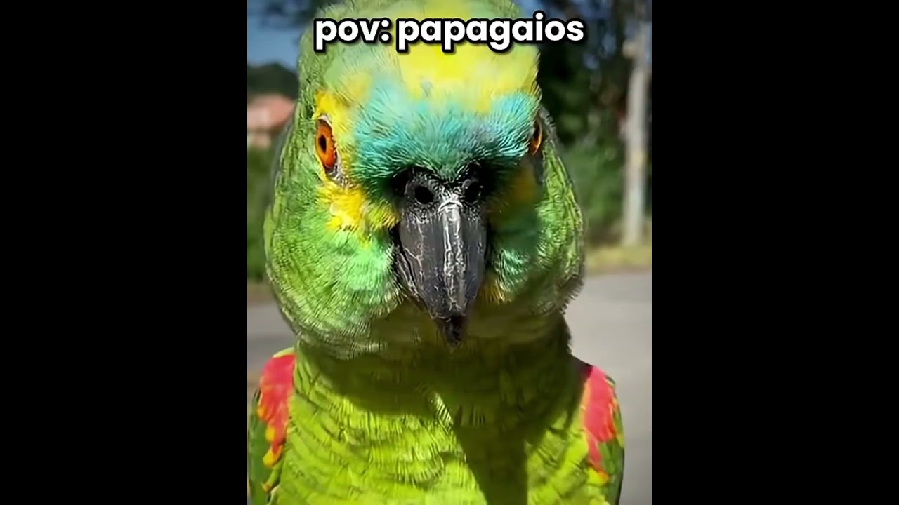 Pov: Papagaios Falando:  #memes (eu sei q postei literalmente a 30 segundos um de passaros mais ok)