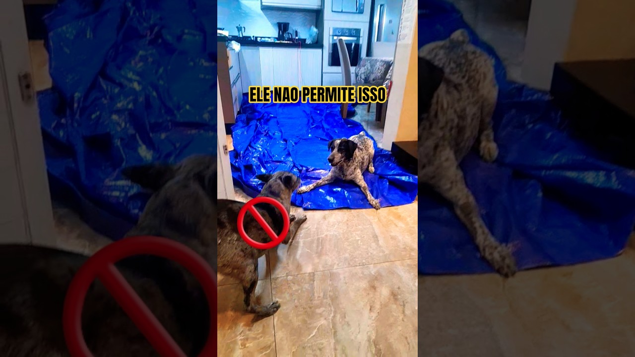 Esse cão não permite isso 