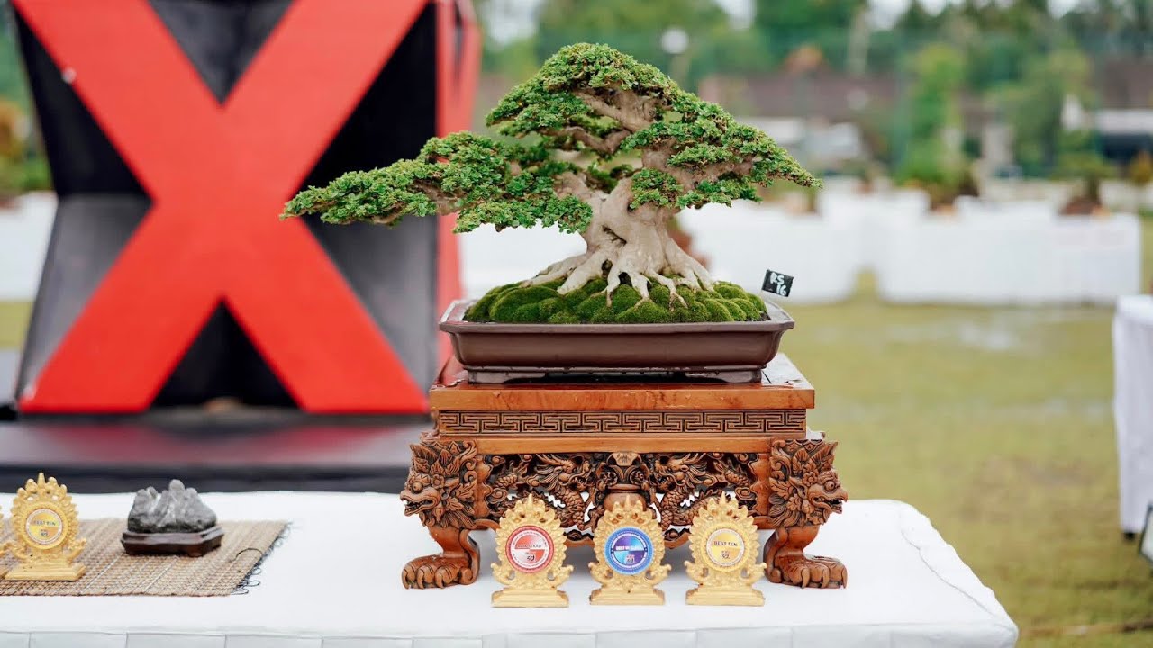 Kumpulan inspirasi bonsai mini terbaik juara dan terbaru