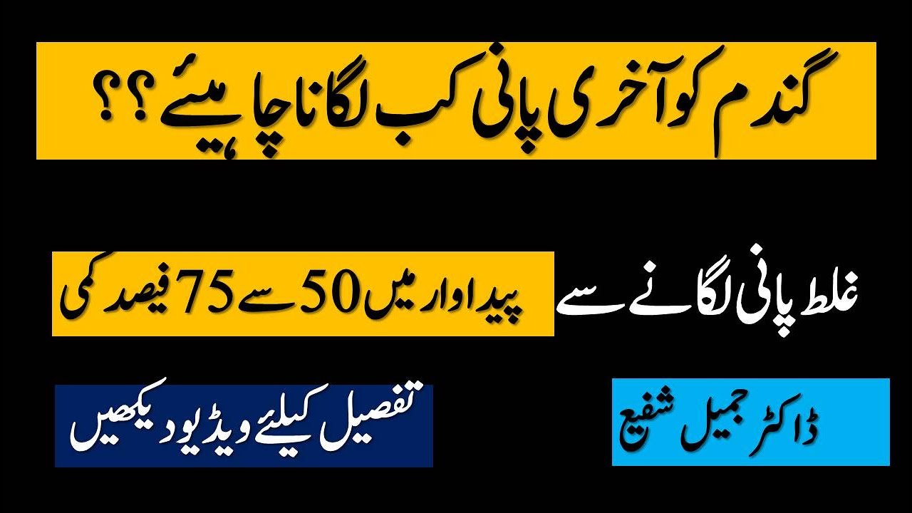 Best time for last irrigation in wheat crop | گندم کو آخری پانی کب لگانا چاہیئے  | Dr. Jamil Shafi