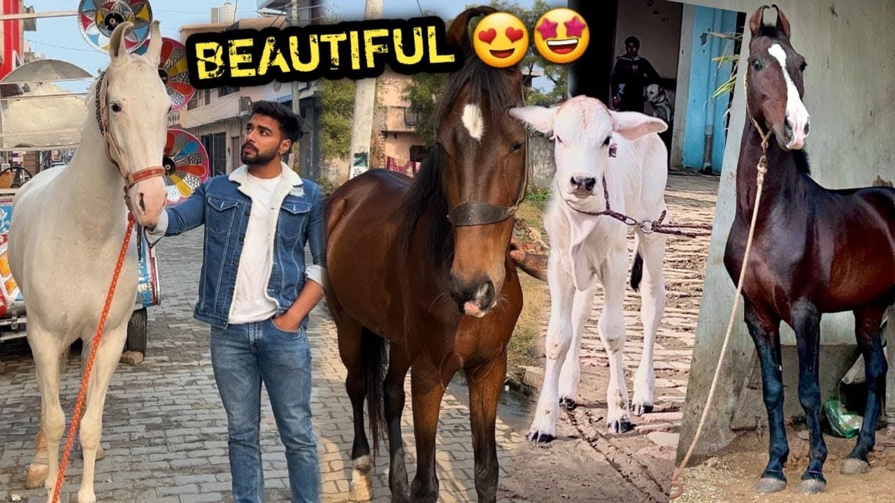 CHETIKA Ki Badi Behen Or Kumait Ghodi Pasand Aagyi 😍Jiski Height Zyada Hogi Vo Farm Pr Aayegi 😁