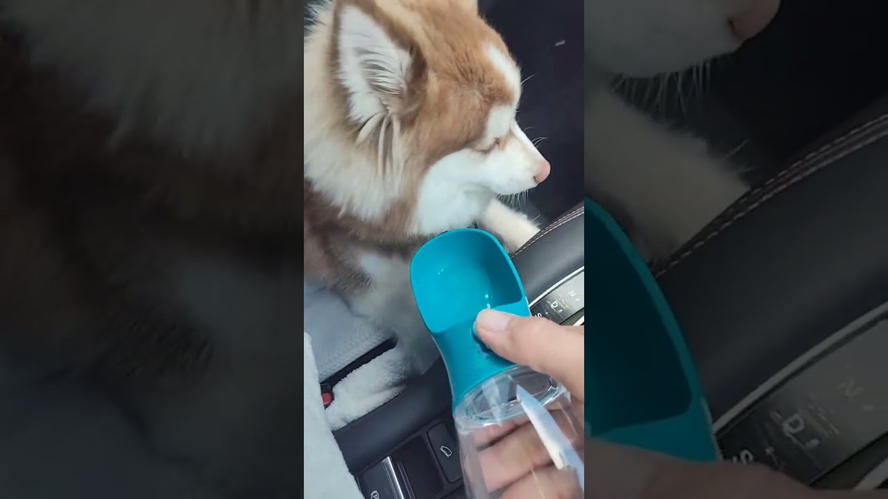 Rocky had a bath, got a haircut and is going for a car ride 😀 🚗 🐶 #cute #puppy #pomsky #sayhi #pets