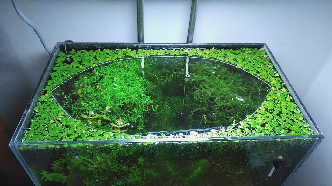 14th Month - (The Baby Becomes the Alpha) NO filter, NO CO2, NO Ferts 5 Gallon Nano Tank