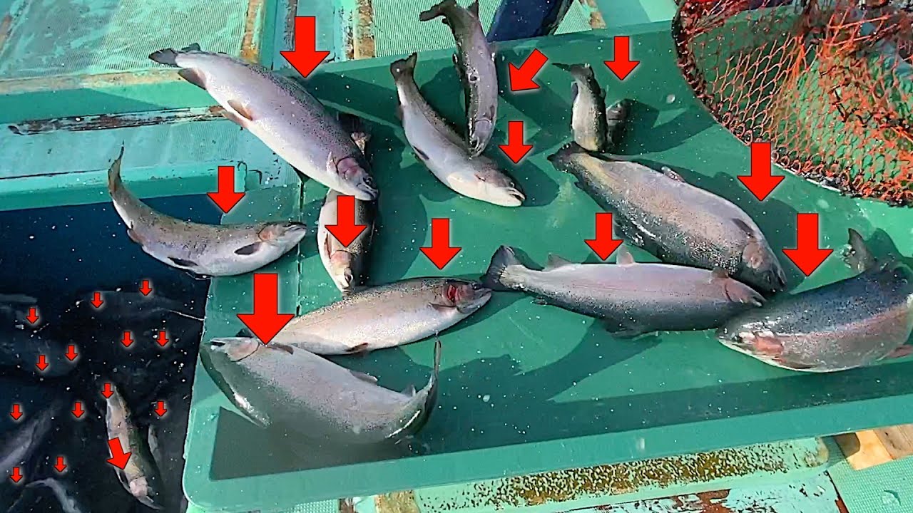 【一撃300万円以上】800匹の高級魚が水揚げされました!!!!!