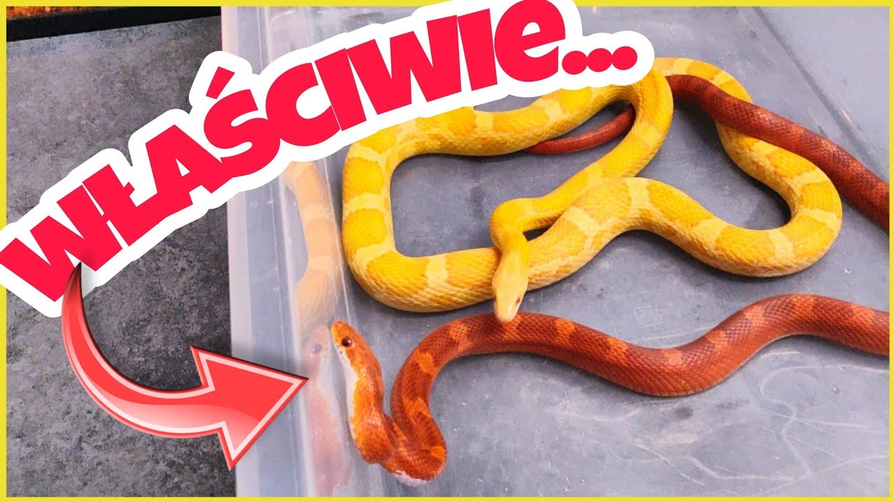 Sezon ROZMNOŻENIOWY ➡️  węży właściwych w SnakeBarn 😎🐍
