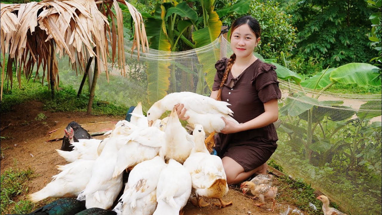Daily work girls single mom harvesting and cooking same farm in small village