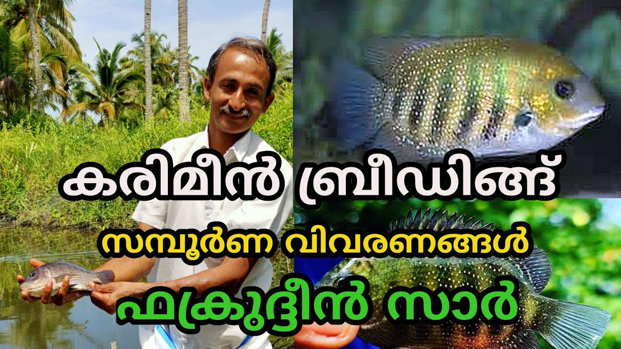 കരിമീൻ വിത്ത് ഉൽപ്പാതനം |കരിമീൻ വളർത്തൽ | കരിമീൻ ബ്രീഡിങ്ങ് | സമ്പൂർണ്ണ വിവരണം | karimeen breading