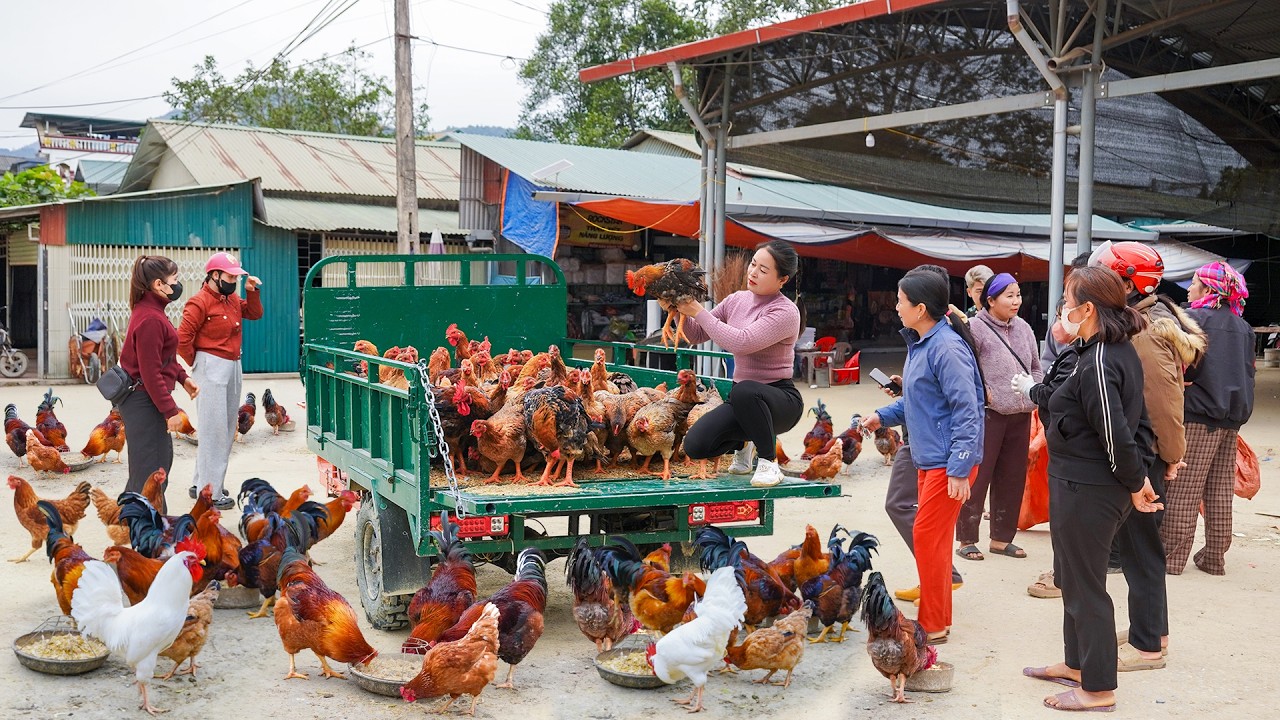 Buy Lots Of Chickens From The Woman's Farm - Transport Chickens by Truck Go To Market Sell