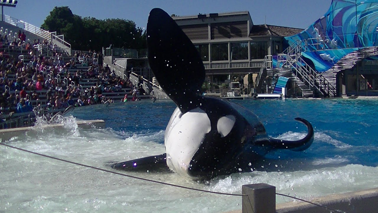 One Ocean featuring the big boys - May 22, 2016 - SeaWorld San Diego